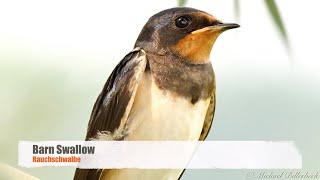 Beautiful Barn Swallow (Hirundo rustica) / Rauchschwalbe