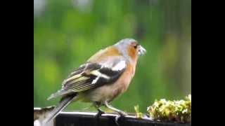 Buchfink und Spatz (Regenmahlzeit)