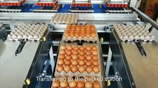 Fully Automated Egg grading & packing machine