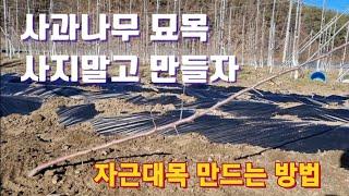 사과나무 묘목 사지말고 만들어서 심자/자근대목 만드는 방법