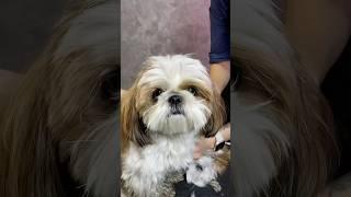 The Shih Tzu has no idea where it ended up. #funny #corgi #pets #dog