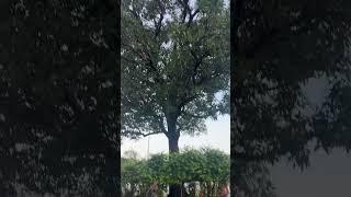 Amazing beautiful tree #gardeningvideos #gardeningpointds #gardening #nature