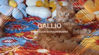 Gallio, Maine Coon Kitten Extraordinaire!!