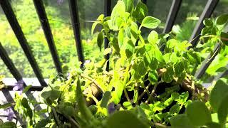 porch plants 4k30 (HDR)