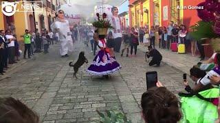 Dog dances in traditional Mexican wedding parade in Oaxaca