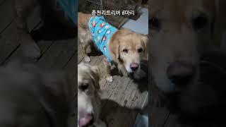 골든리트리버만 6마리 키우는이유 착해도 너무 착해 #짱아네가족 #3대가사는집 #goldenretriever