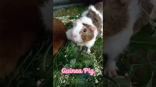 Guinea Pigs