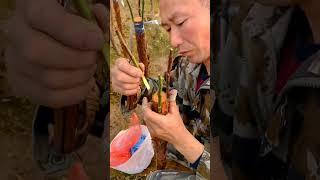 Rose Tree Grafting  Rosa Cymosa As Base  #satisfying #shorts