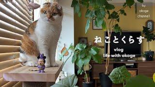 朝ごはんから始まる猫との日常/おうちで楽しむミッキーロングパンとおうちごはん【猫と暮らしのvlog】