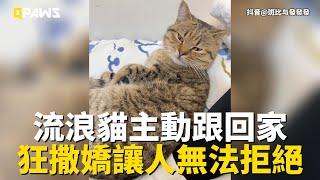 一隻漂亮的流浪貓跟著女子回家，一路跟隨瘋狂撒嬌讓人無法拒絕