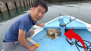 【◯の危機】80匹の蜂に襲われて、刺されました。