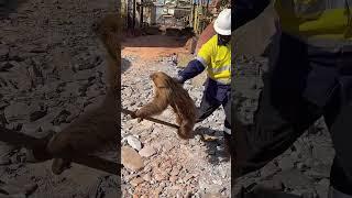 Sloth Refuses to Leave Construction Site and Holds Onto Shoverl