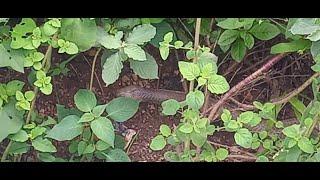 Dangerous Cobra found 06-09-2024 at Information Colony,Malletota