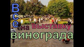 Виноград. Выставки- ярмарки винограда в Беларуси. Сезон 2020г.