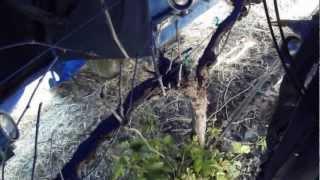 "Snippy" the Robotic Pruner