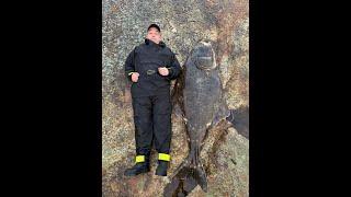 NORWAY 150LB HALIBUT LOST ,,,,160lB HALIBUT CAUGHT BODO NORWAY