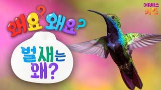 지구에서 가장 작은 헬리콥터 새?ㅣ벌새는 왜?ㅣ왜요? 왜요? 궁금할 만두ㅣKBS 241003 방송