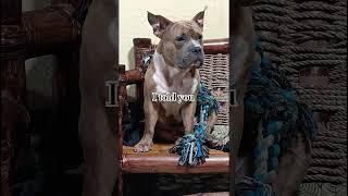 lockjaw #dog #automobile #pistenbully #doglover #pitbull #petsrule #funny #pets