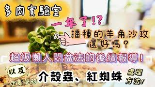 【多肉實驗室】羊角沙漠玫瑰後續報導｜介殼蟲和葉螨的處理方法分享｜Desert Rose｜Scale-Insect & Spider mite Control