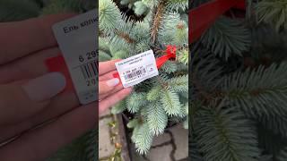 Цены на растения 06.2023 год, на память #цена #сад #покупки #дача