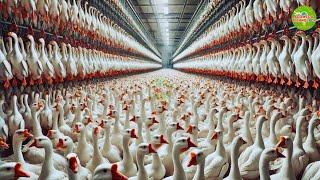 AMAZING LARGE SCALE GOOSE FARMING IN CHINA, MODERN HIGH-TECH POULTRY, LIVESTOCK AND AGRICULTURE