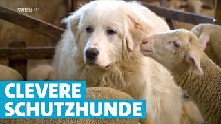 Herdenschutzhunde: Treue Beschützer einer Schafherde