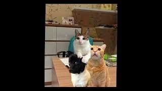 Kerumah sakit bareng mama.  #cat #fyoupage #funny #cats #cat #kucing #kucinglucu #masukberanda