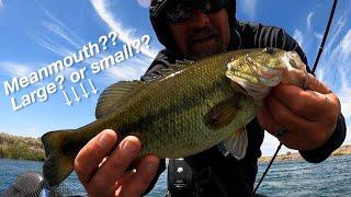 Are There Meanmouth Bass in The Colorado River?! -Crush#34-