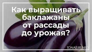 Как выращивать баклажаны от рассады до урожая? | toNature.Info