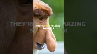 Proboscis Monkey, Why They Have A Big Nose.