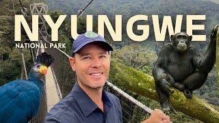 I went chimpanzee trekking in RWANDA! Nyungwe National Park