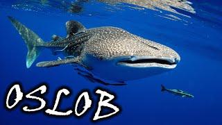 The Greatest WHALE SHARK Experience