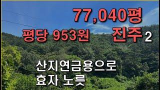 2 경남 임야  // 진주  77,040평  //  작은 계곡과  소류지,  주택과 200m  //  산지연금용 싼임야