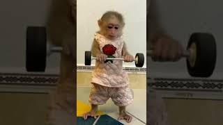 Strong Monkey's Biceps Workout with a Twist!  | Cute Monkey Fitness