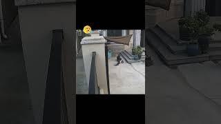 #cat #omg #shortvideo #dog