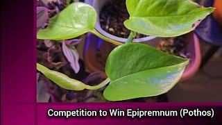 Competition to Win Epipremnum (Pothos)