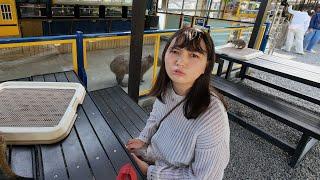 Pei Chi travel to the tiny Zoo.#kaohsiung  #capybara #parrot