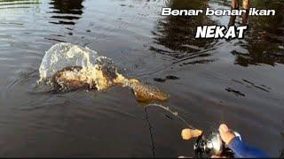 SUNGAI INI SURGA NYA UNTUK MANCING IKAN TOMAN.!! CESTING SNAKEHEAD