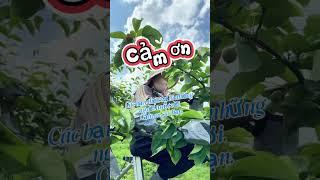 배랑농원 배 봉지씌우작업 #배열매 #배봉지씌우기 #베트남 #계절근로자 #베트남여성 #베트남노동자 #무더위 #농번기 #공주시 #통천포 #배랑농원