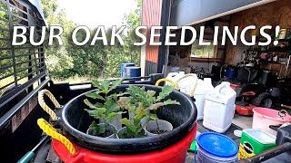 Planting the First Bur Oaks from Seed on Planet Mojo 