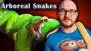 Top 5 Arboreal Snakes That Make GREAT Pets!