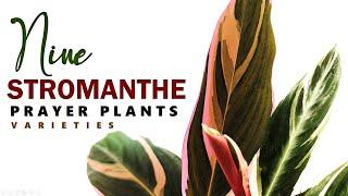 STROMANTHE VARIETIES | PRAYER PLANTS | HERB STORIES