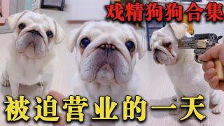 戏精狗狗搞笑大合集（4），和主人斗智斗勇！ #二迷糊 #萌宠 #pets #养狗的乐趣 【二迷糊】