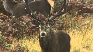 Scotland's Big 5 - Red Deer