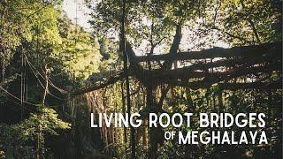 Living Root Bridges of #Meghalaya | Meghalaya Tourism Official