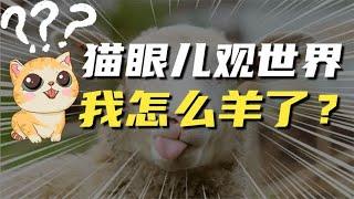 猫眼儿全家都羊了！亲身经历阳的各阶段症状，仅供参考，对症下药