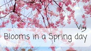A spring day silent vlog | Musim Semi