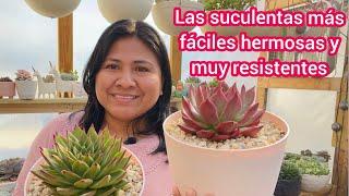 Echeverias Agavoides suculentas con hermosos colores y muy resistentes para principiantes