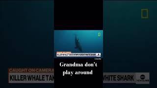 Killer whale attacks great white!#foryou #history #sea