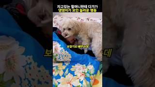 자고 있는 할머니한테 다가가 댕댕이가 보인 놀라운 행동